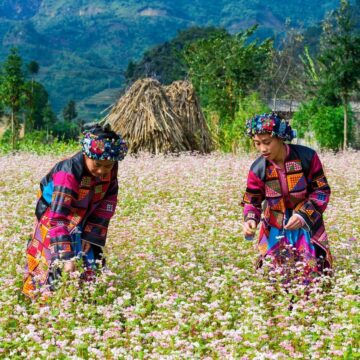 hoa tam giác mạch