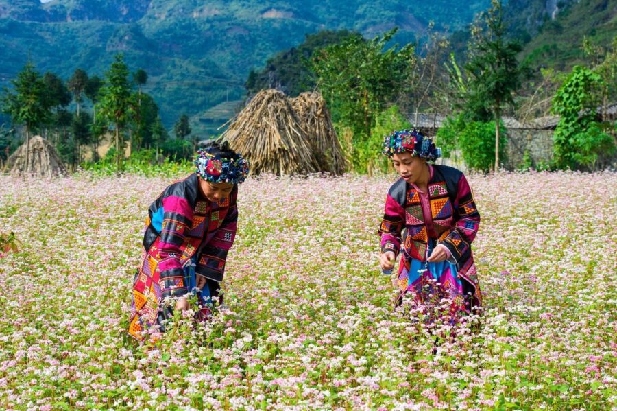 hoa tam giác mạch