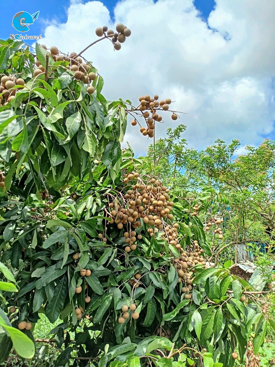 Cồn Sơn