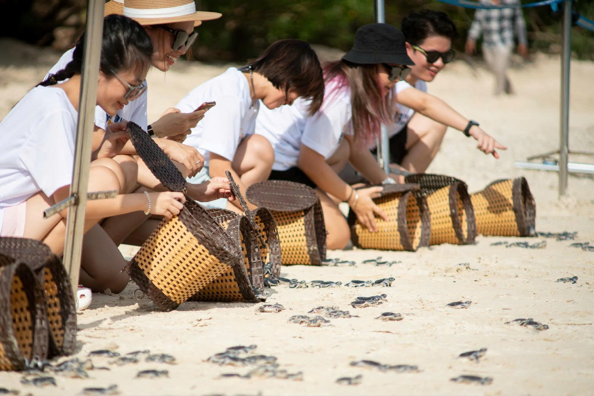 THẢ RÙA CON Ở CÔN ĐẢO