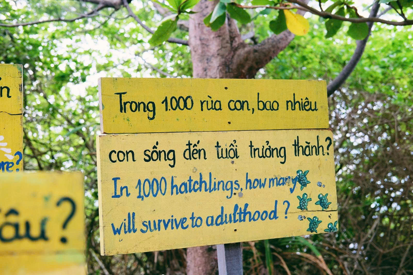 THẢ RÙA CON Ở CÔN ĐẢO