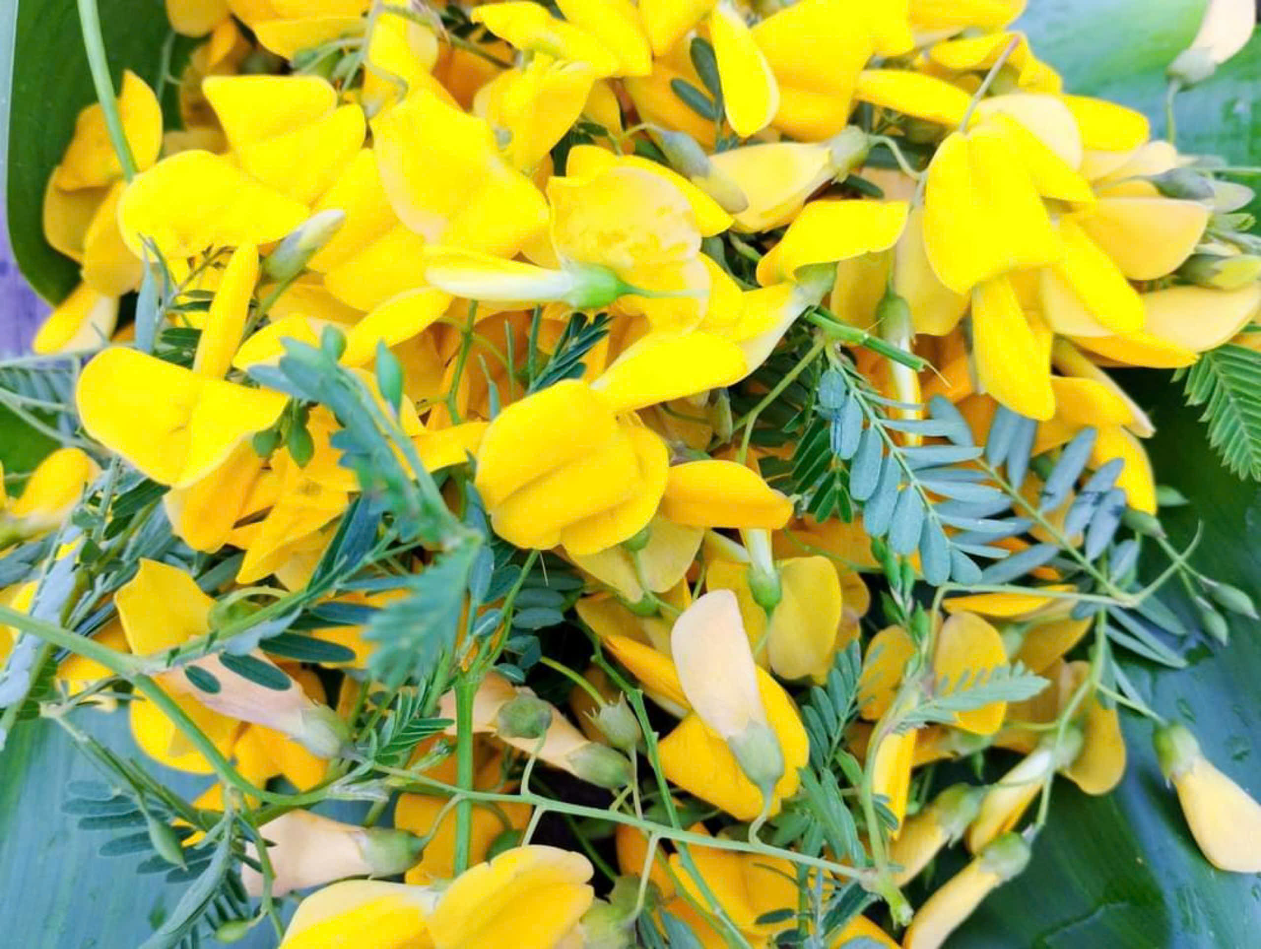 MÙA NƯỚC NỔI