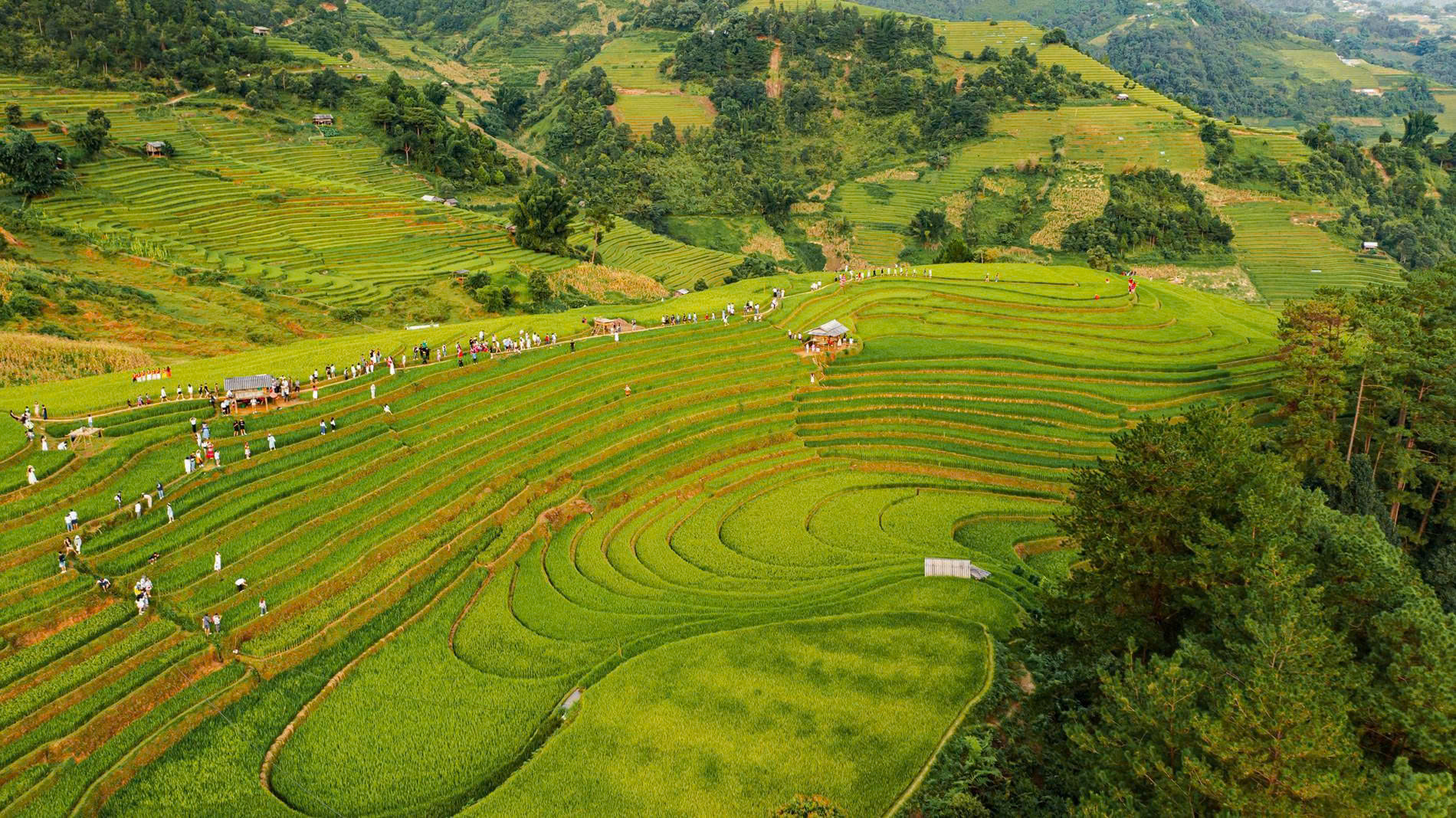 Mù Cang Chải