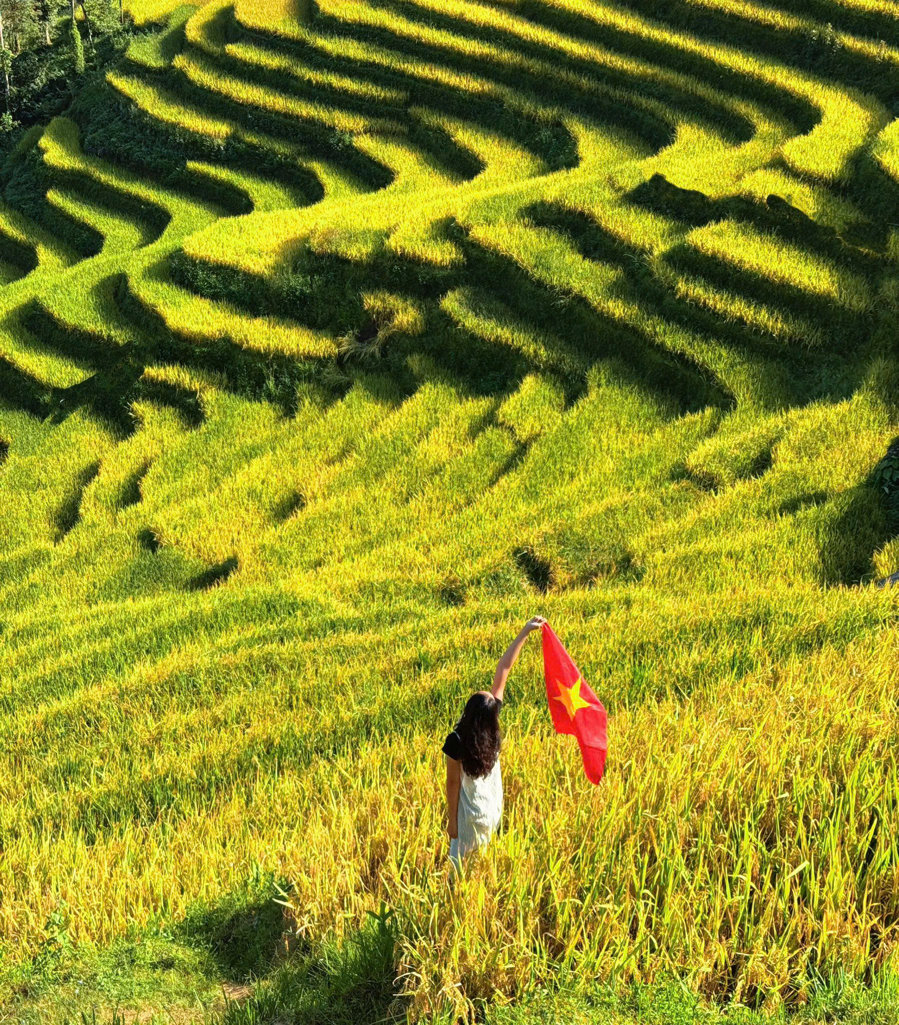 Sapa