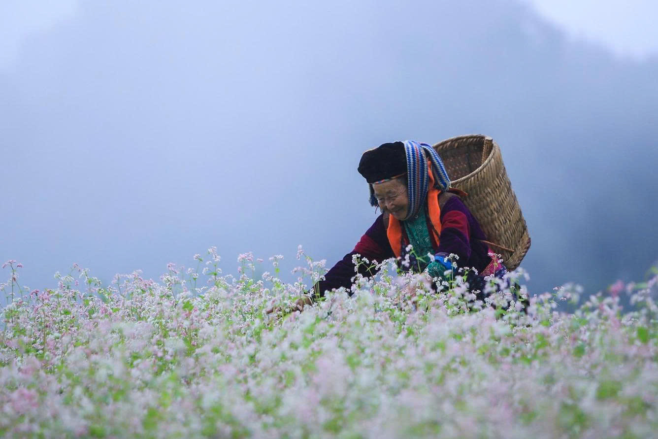 HOA TAM GIÁC MẠCH