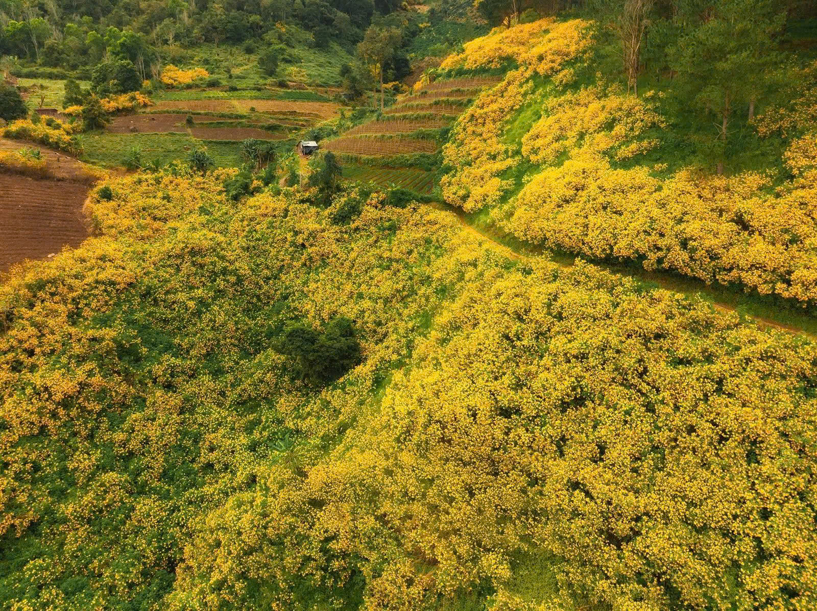 HOA DÃ QUỲ